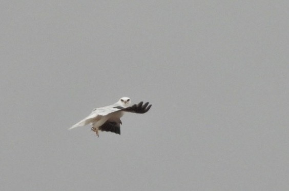 White-tailed Kite - Scott Rashid