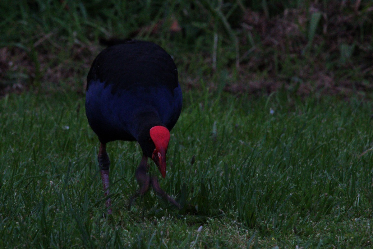 Australasian Swamphen - ML523175071