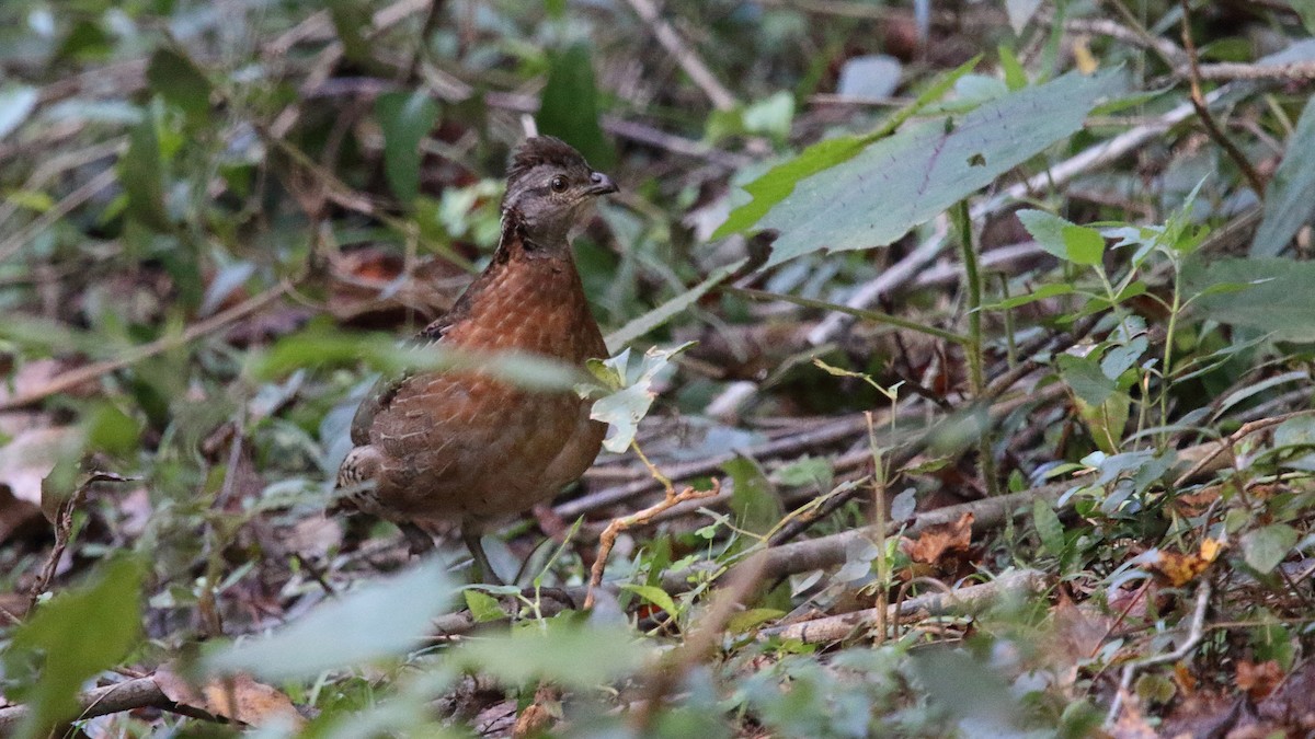 Singing Quail - ML523176201