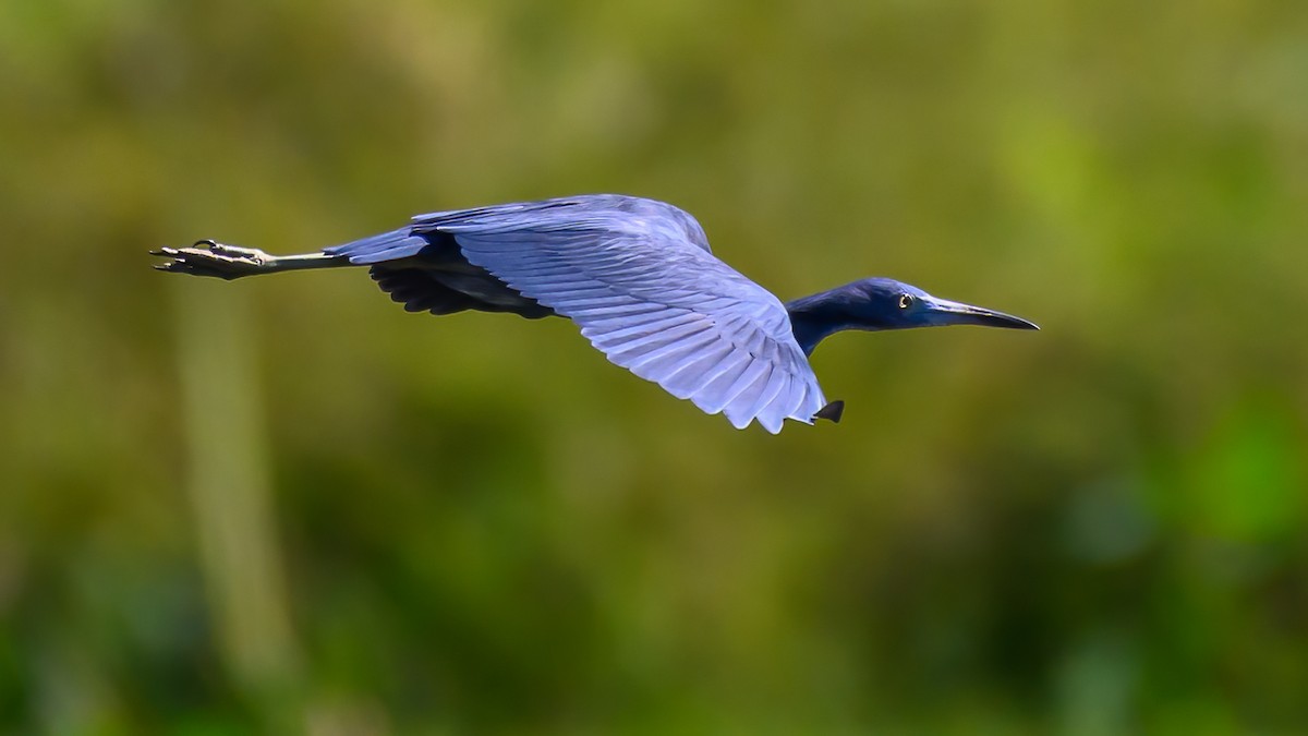 Little Blue Heron - Simon Shutter