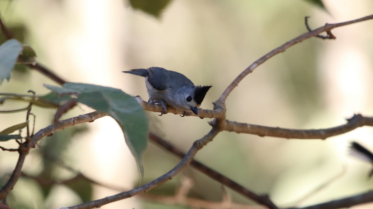 Black-crested Titmouse - ML523176541