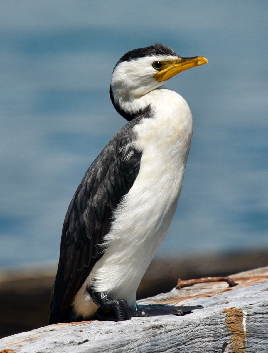 Little Pied Cormorant - ML523176631