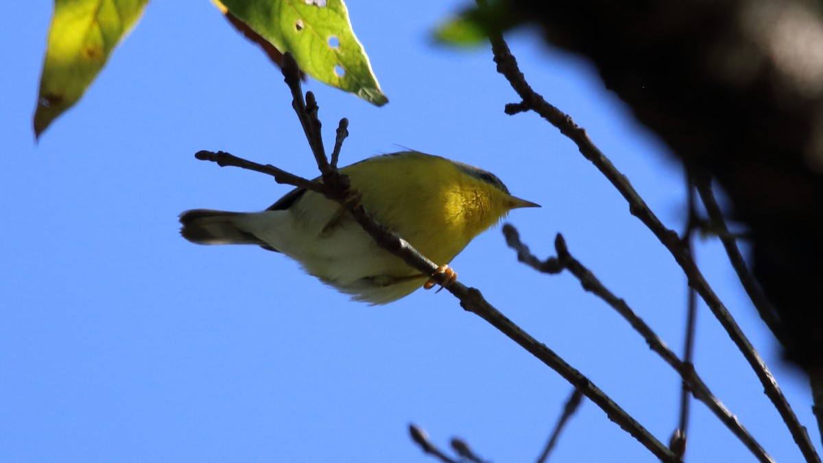 Tropical Parula (Northeast Mexico) - ML523176651