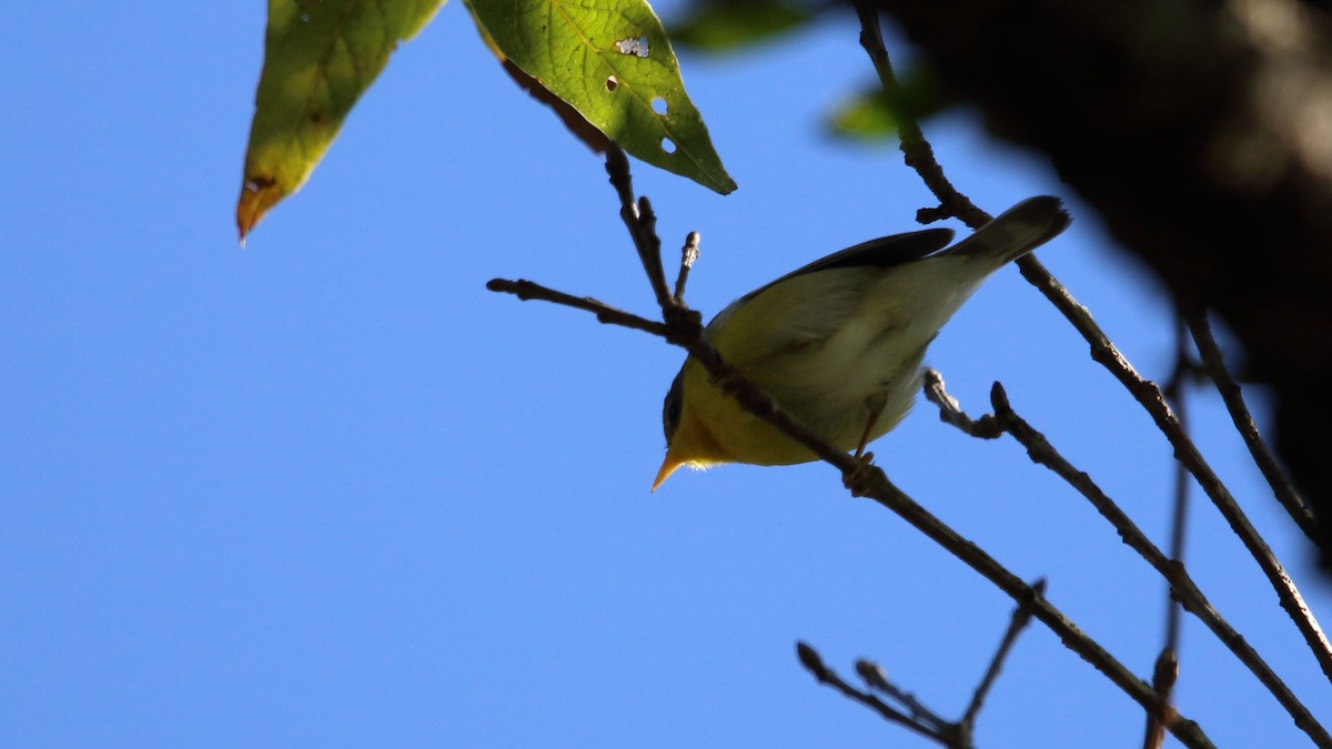 Tropical Parula (Northeast Mexico) - ML523176661