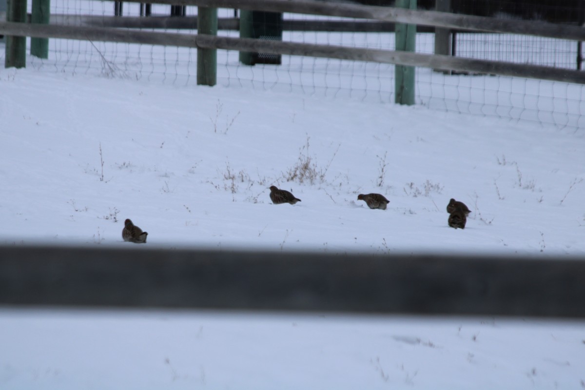 Gray Partridge - ML523176861