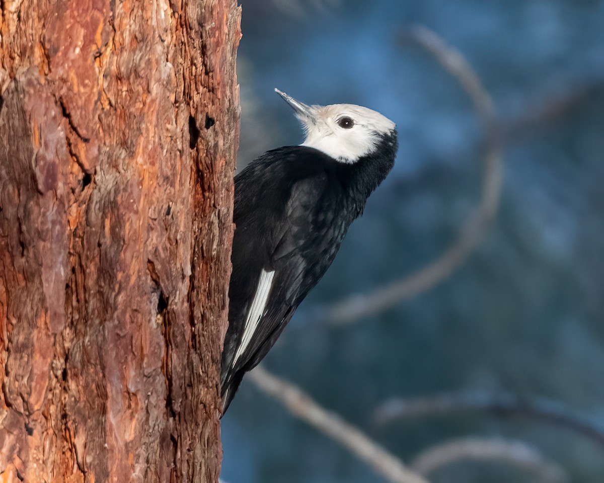 White-headed Woodpecker - ML523177261