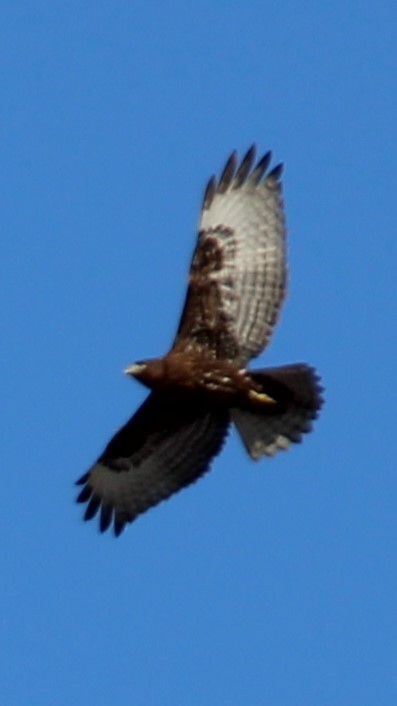 Red-tailed Hawk (Harlan's) - ML523177901