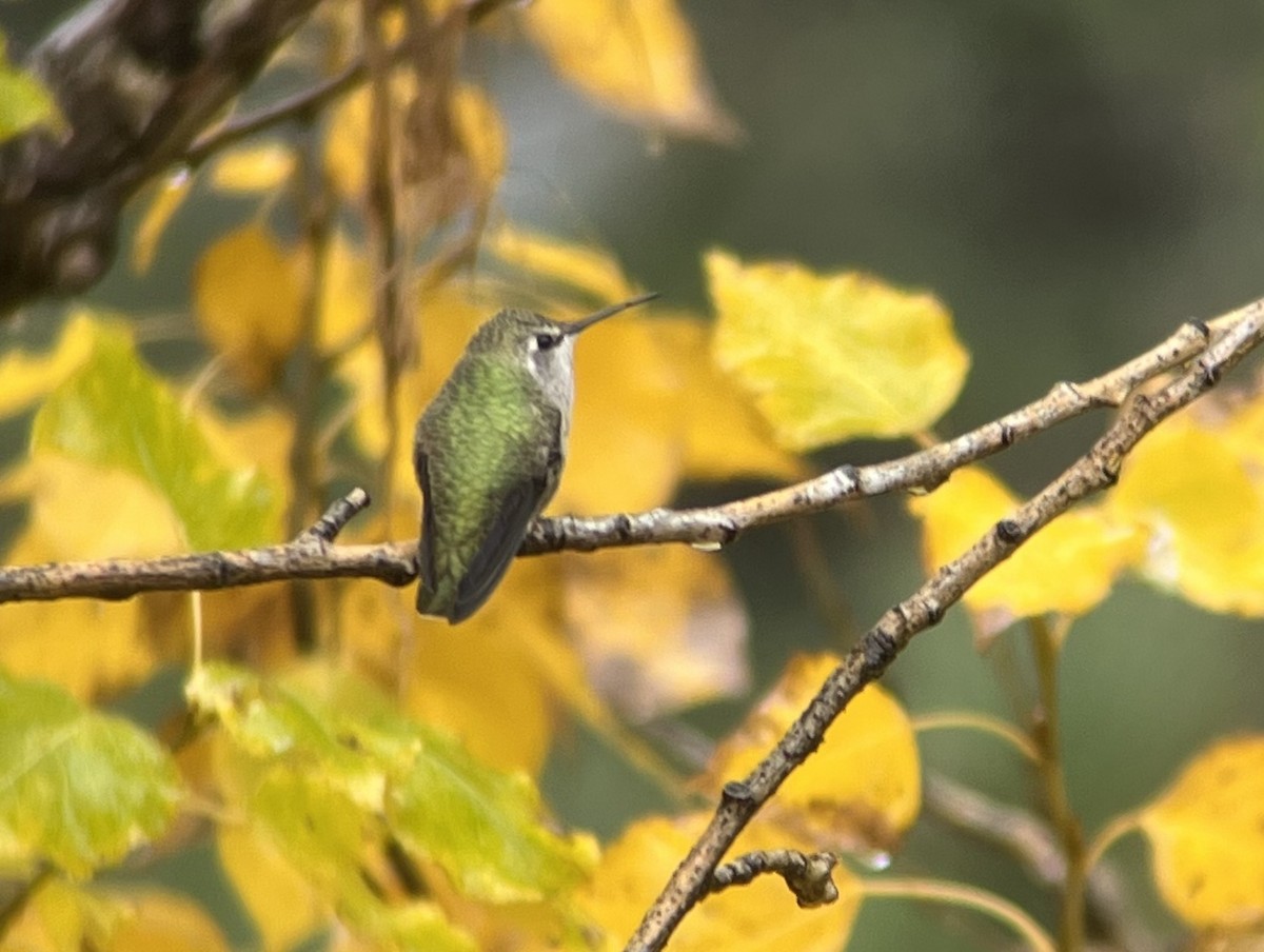 Anna's Hummingbird - Andrew Guttenberg