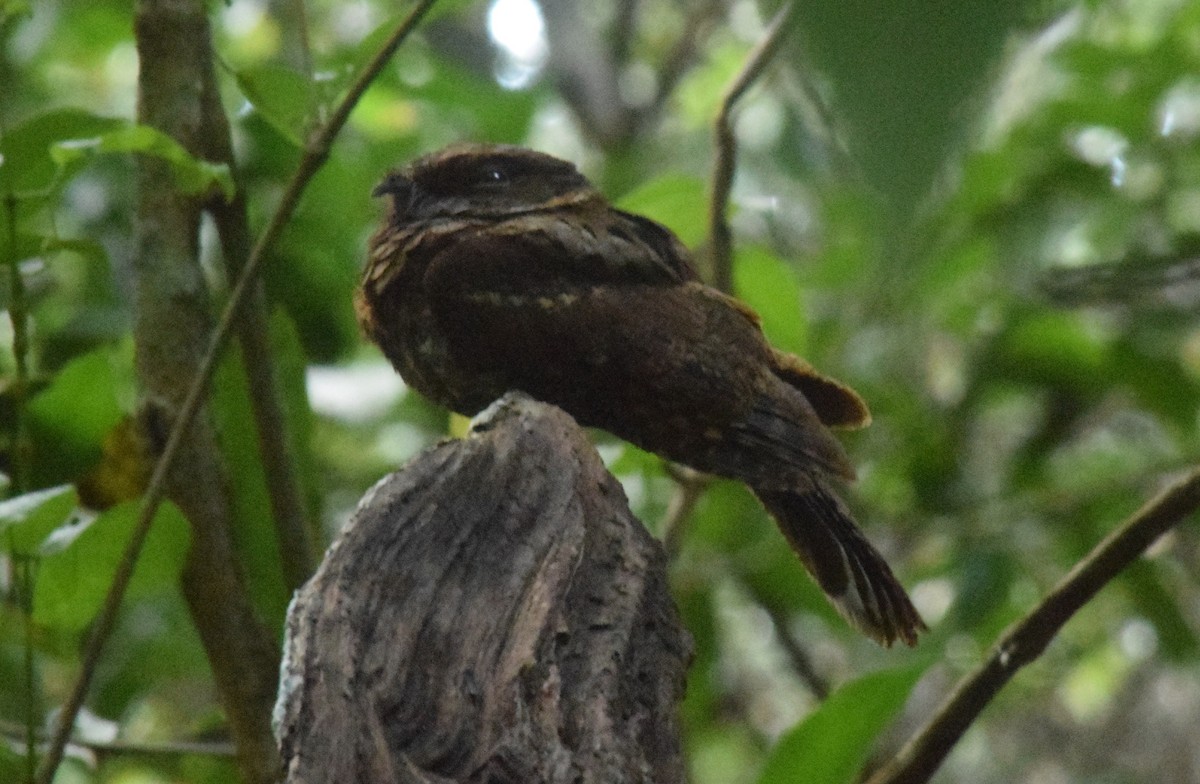 Yucatan Poorwill - ML523179711