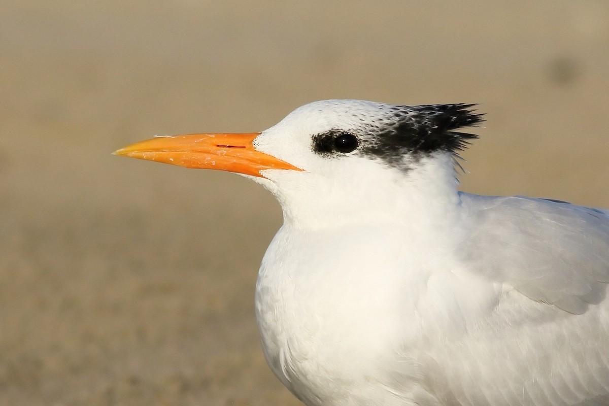 Royal Tern - Sam Zhang