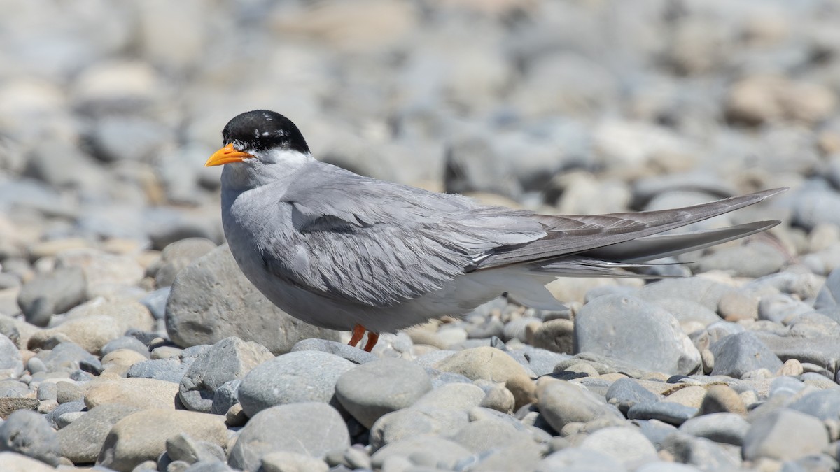 Black-fronted Tern - ML523180591