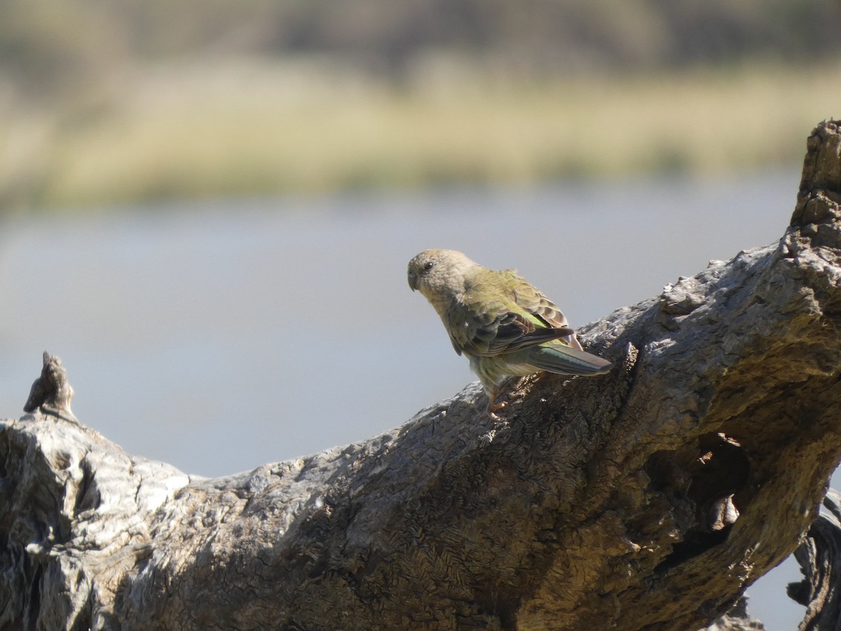 Red-rumped Parrot - ML523180601