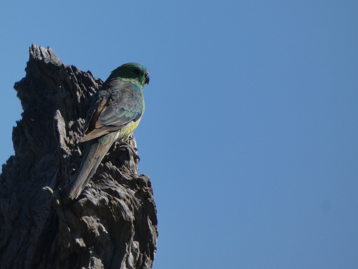 Red-rumped Parrot - ML523180611