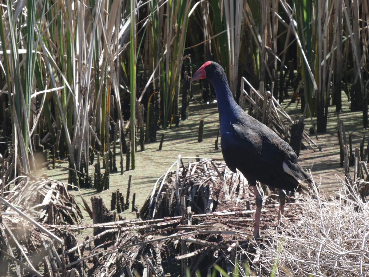 Australasian Swamphen - ML523180731