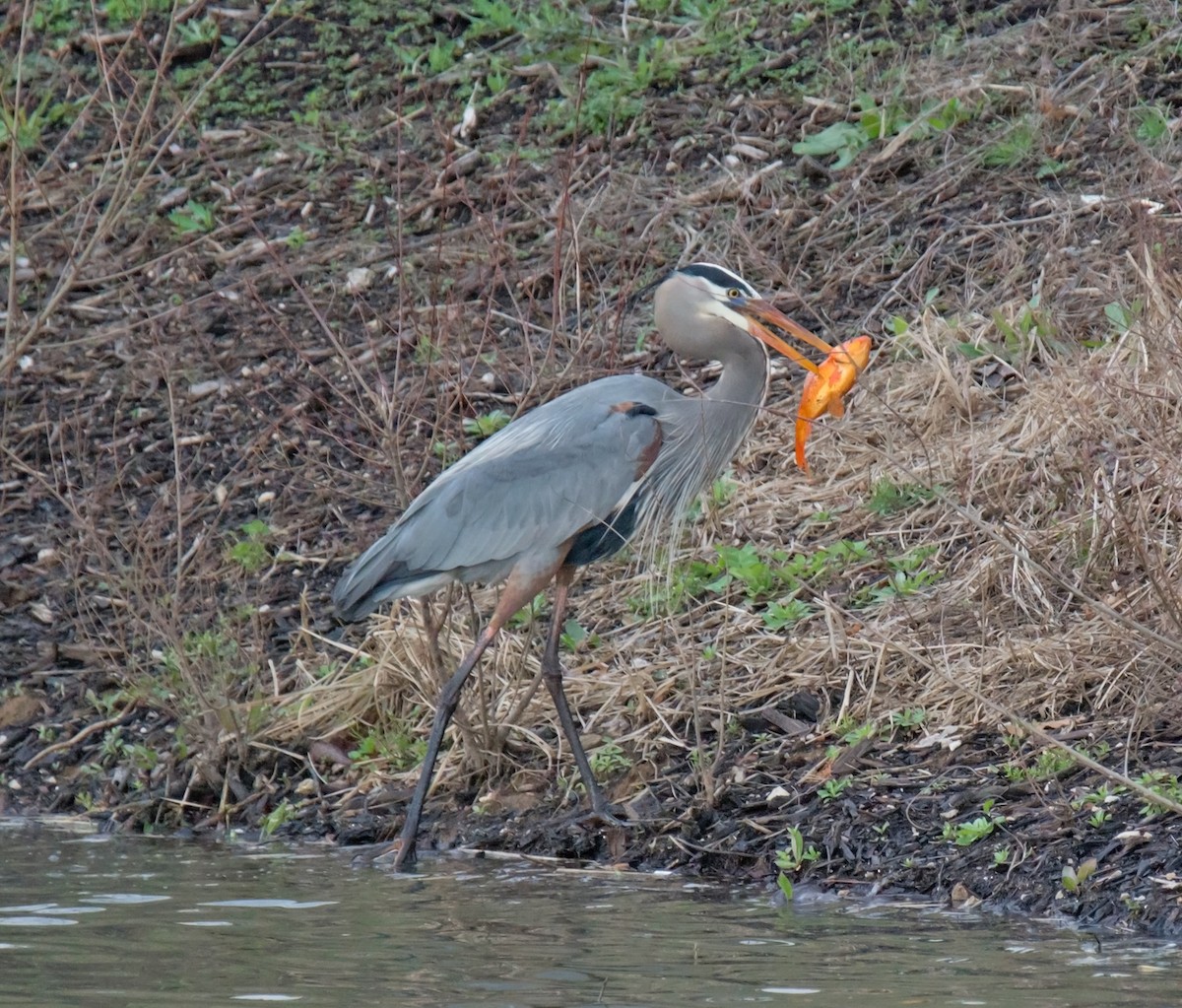 Great Blue Heron (Great Blue) - Jack and Shirley Foreman