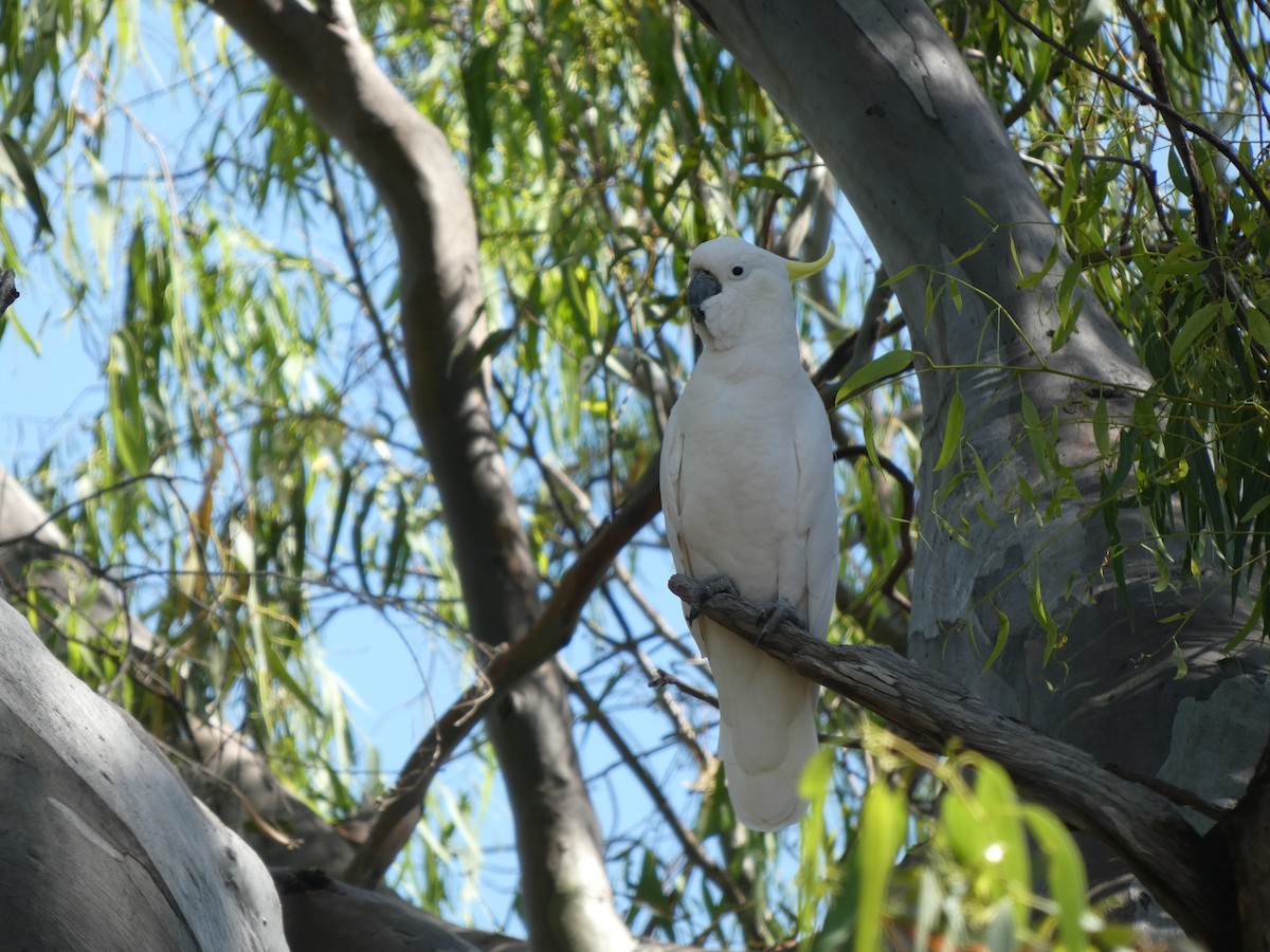 Sulphur-crested Cockatoo - ML523182151