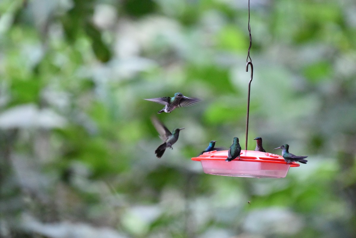 kolibřík tmavolící - ML523182941