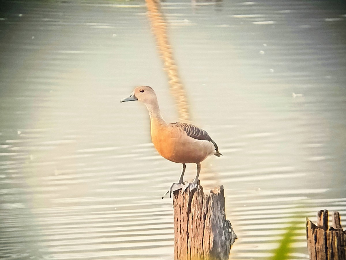 Lesser Whistling-Duck - ML523183121