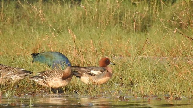 Eurasian Wigeon - ML523183581