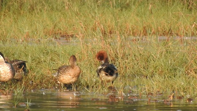 Eurasian Wigeon - ML523184041