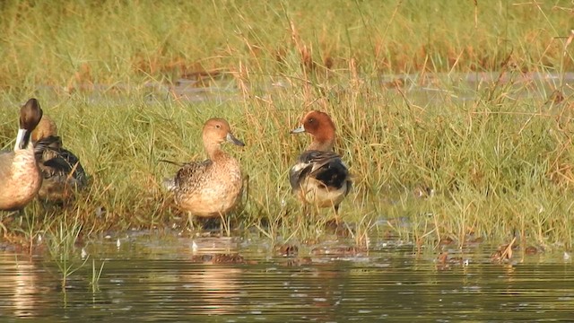 Eurasian Wigeon - ML523184071