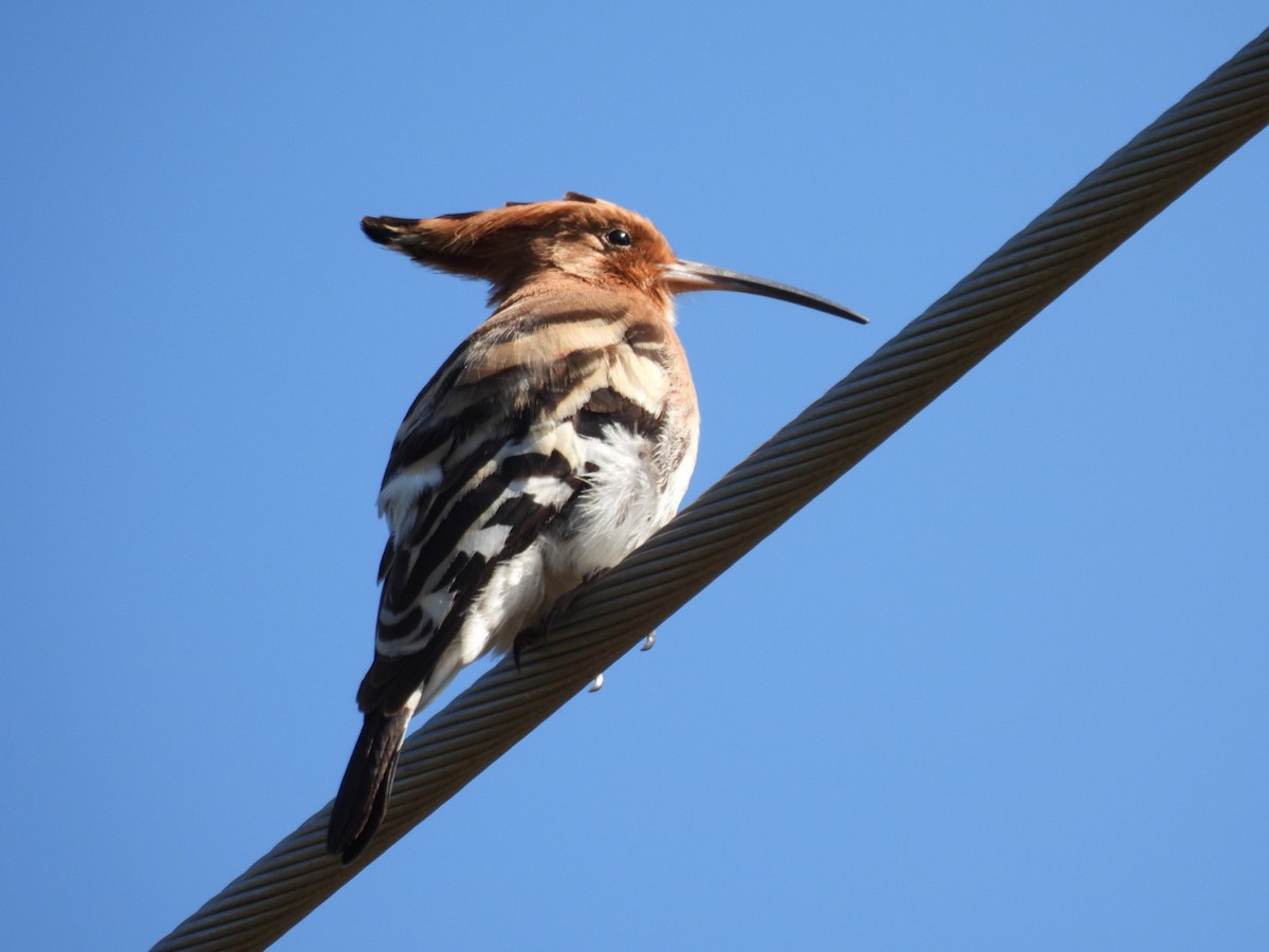 Eurasian Hoopoe - ML523184161