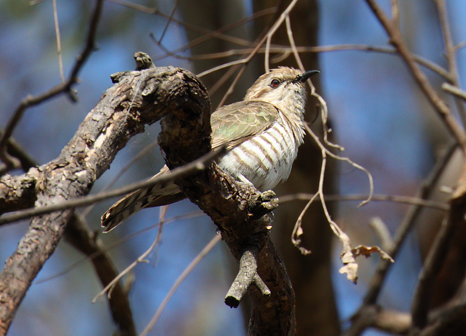 Horsfield's Bronze-Cuckoo - N Froelich