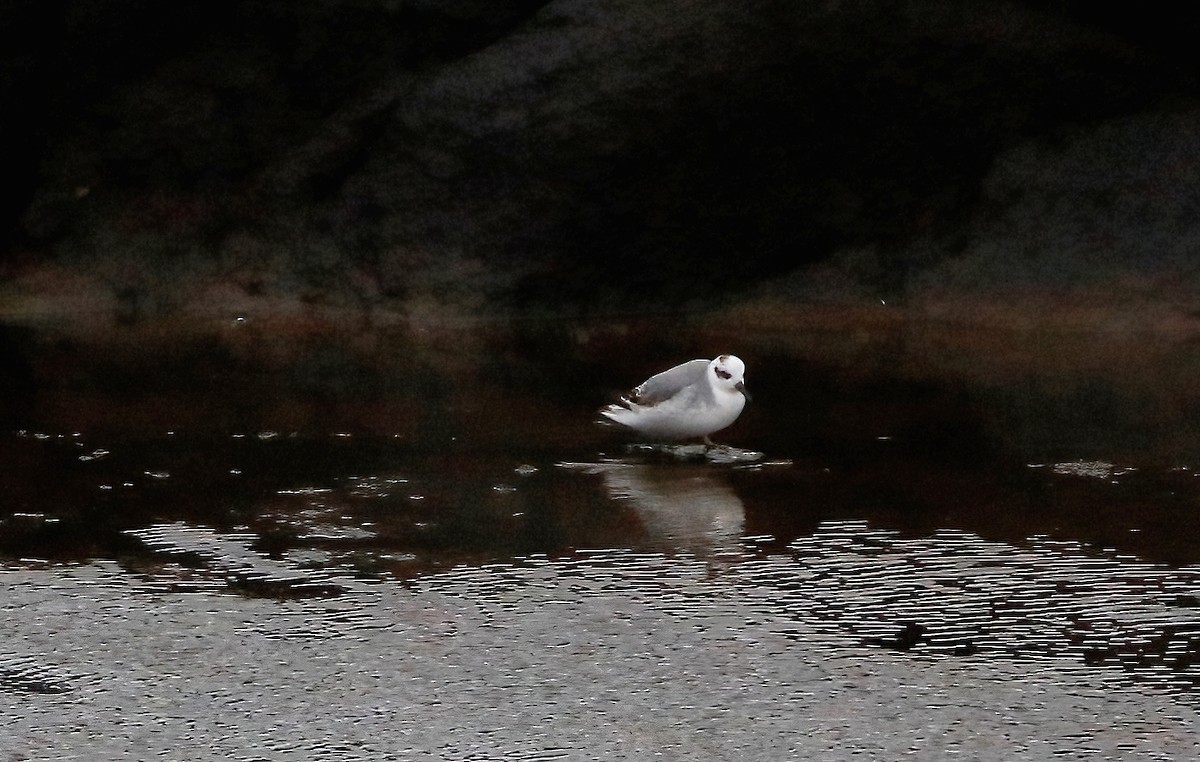 Red Phalarope - ML523184761