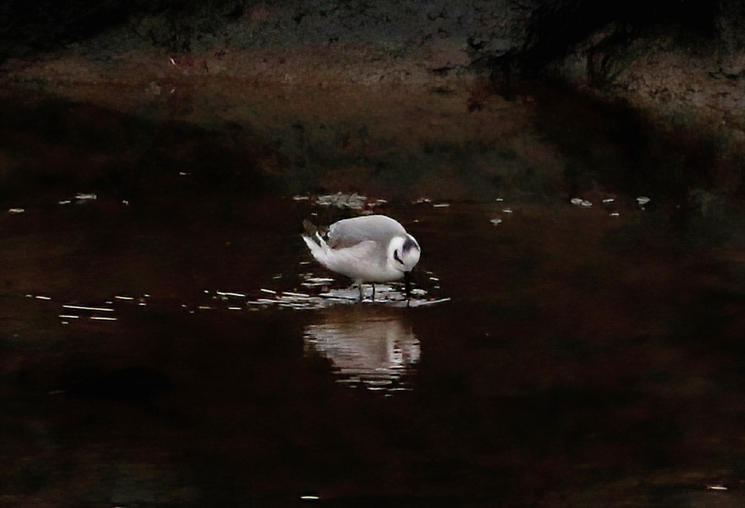 Red Phalarope - ML523184771