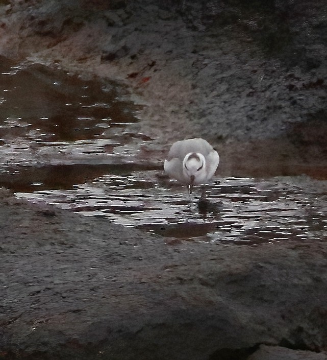 Red Phalarope - ML523184841