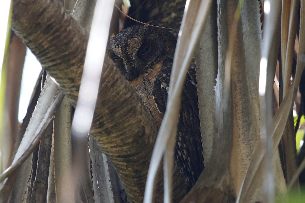 Madagascar Scops-Owl (Torotoroka) - ML523184991