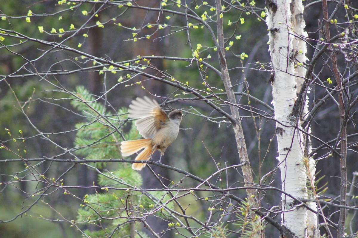 Siberian Jay - ML523185231