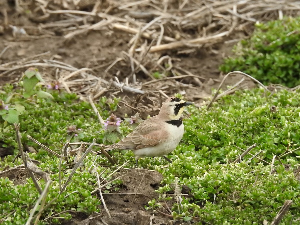 Horned Lark - ML52318531