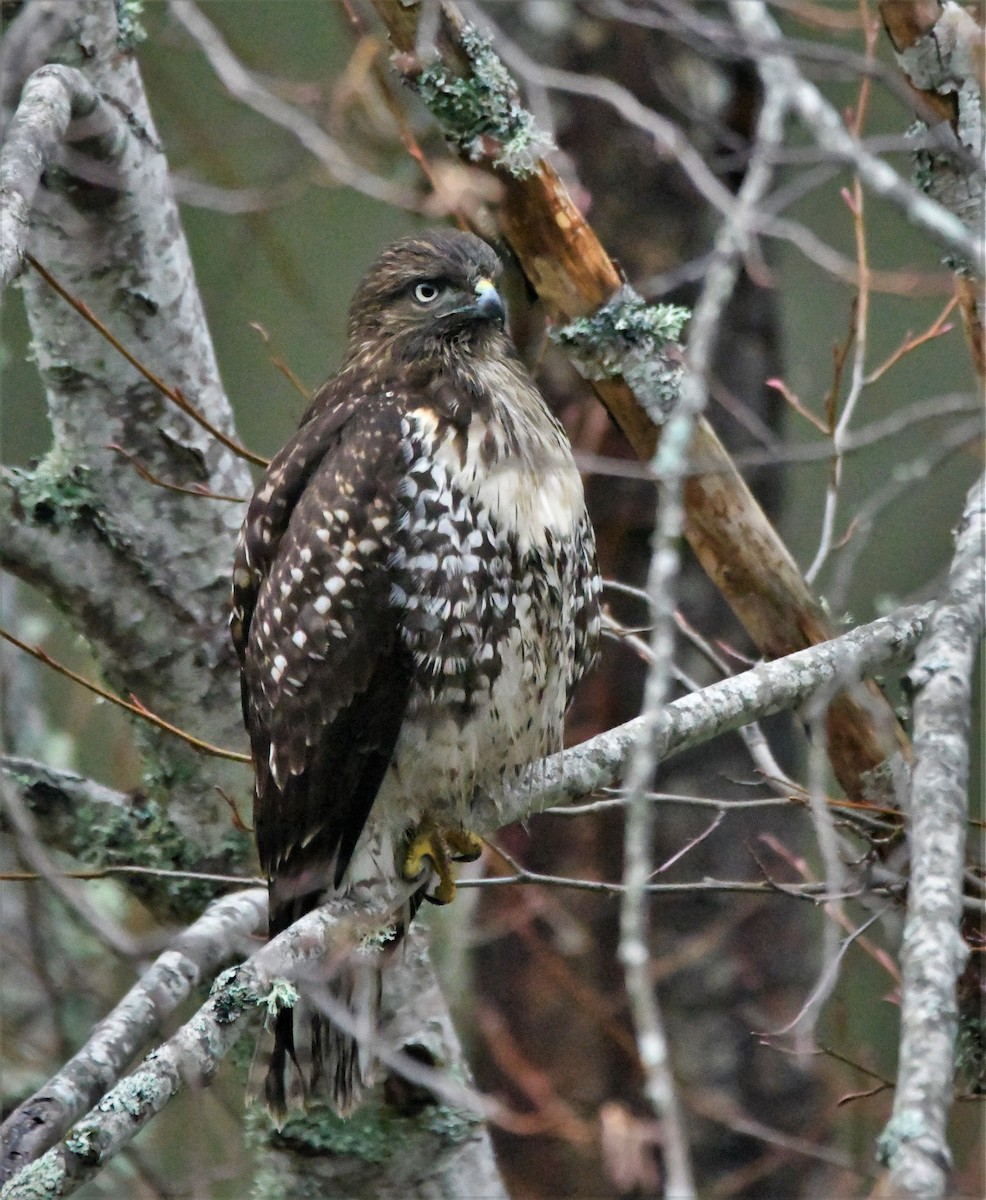 Rotschwanzbussard - ML523185311