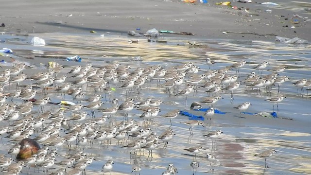 Dunlin - ML523185721