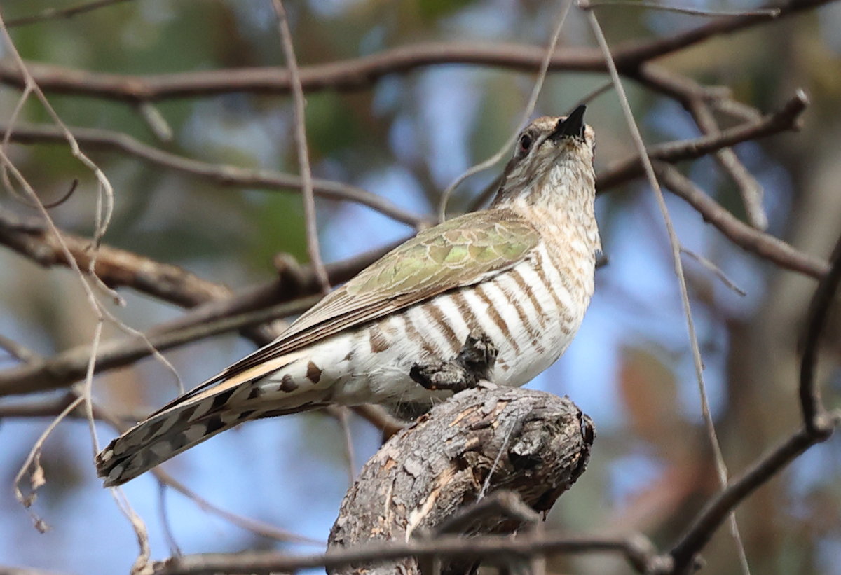 Horsfield's Bronze-Cuckoo - N Froelich