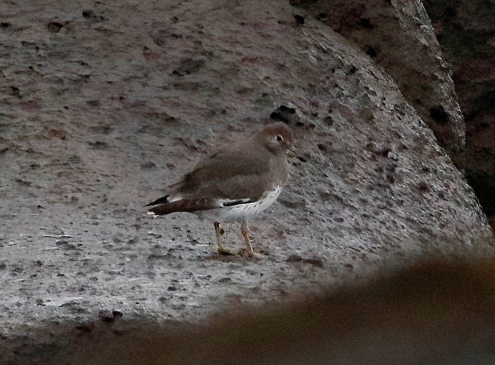 Surfbird - Mark  Ludwick