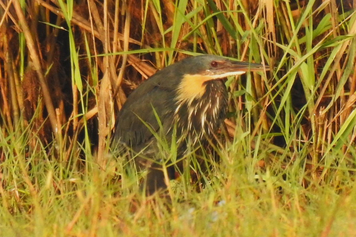 Black Bittern - ML523186301