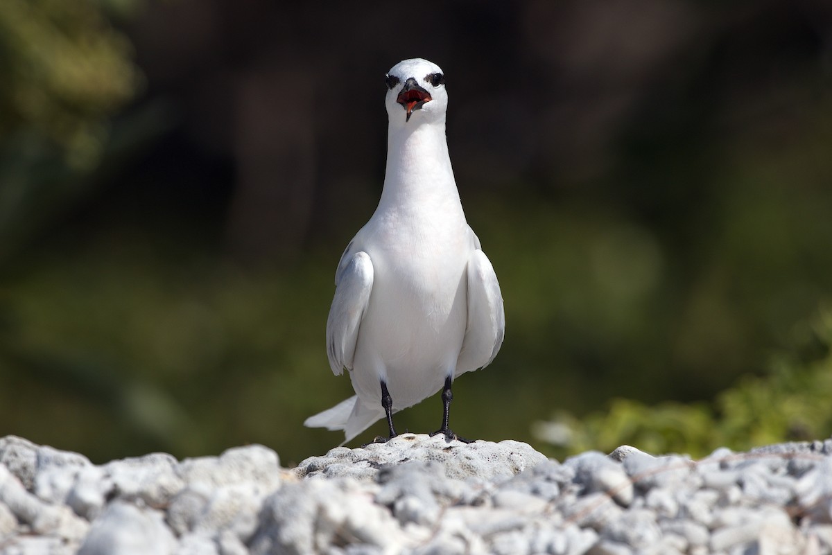 Black-naped Tern - ML523186371