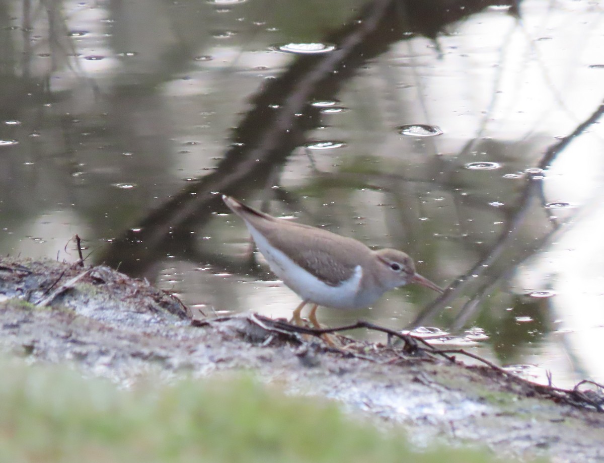 Spotted Sandpiper - ML523187101