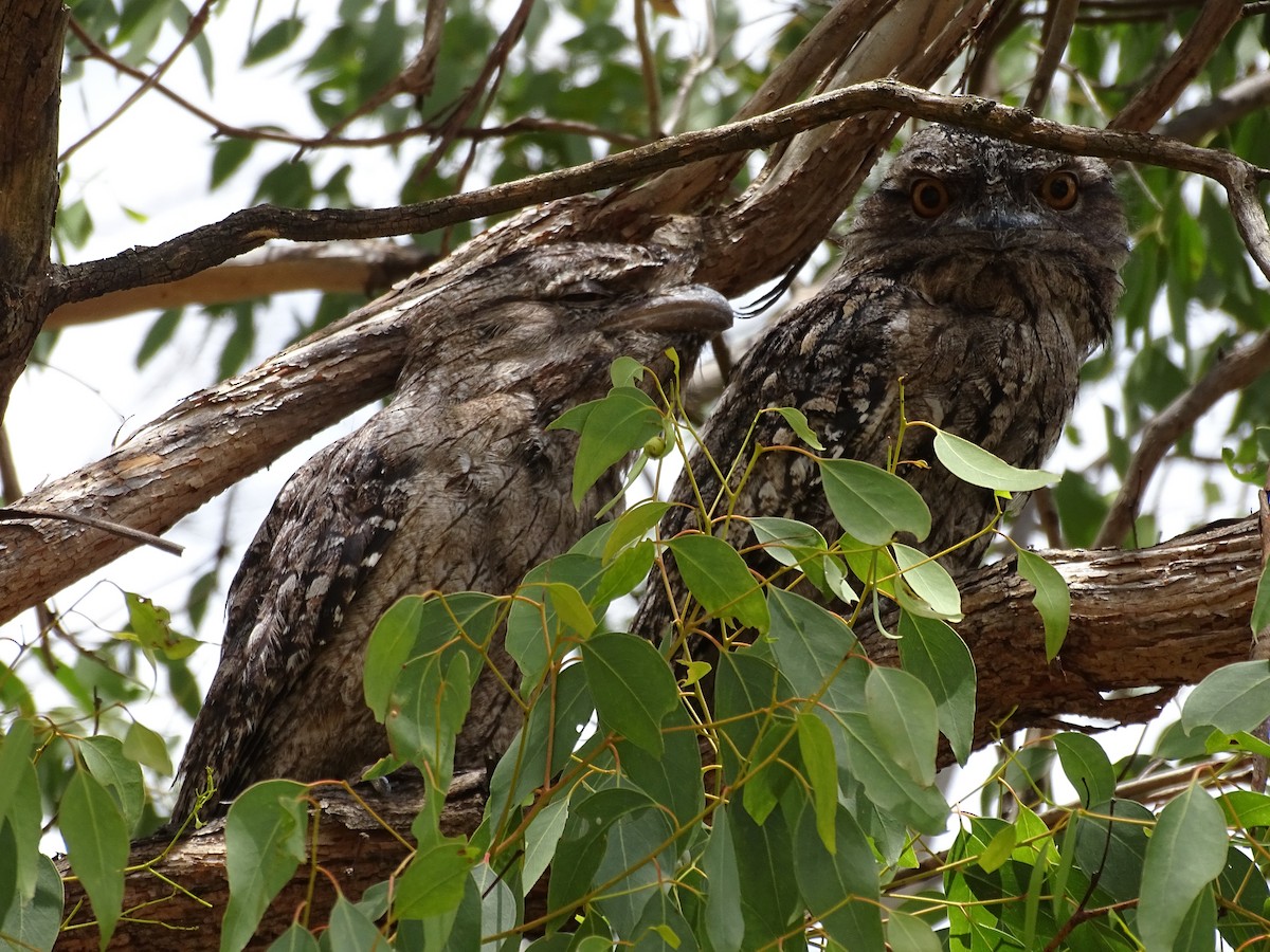 Tawny Frogmouth - Robert Morison and Joyce Ives