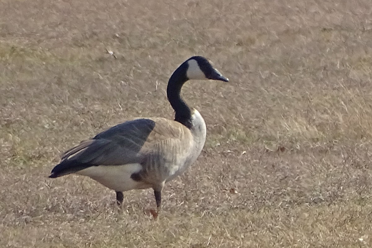 Canada Goose - ML523187991