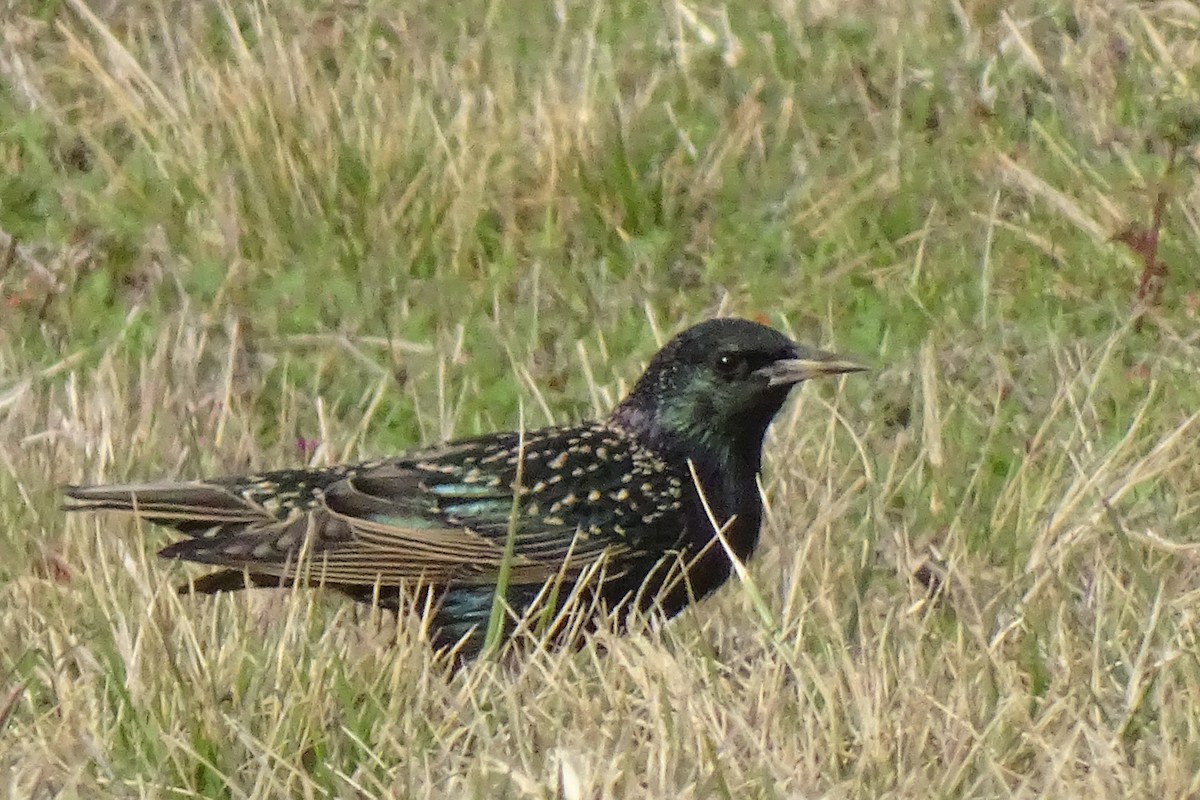 European Starling - ML523188211