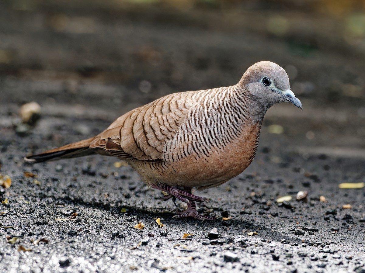 Zebra Dove - Ravi Iyengar