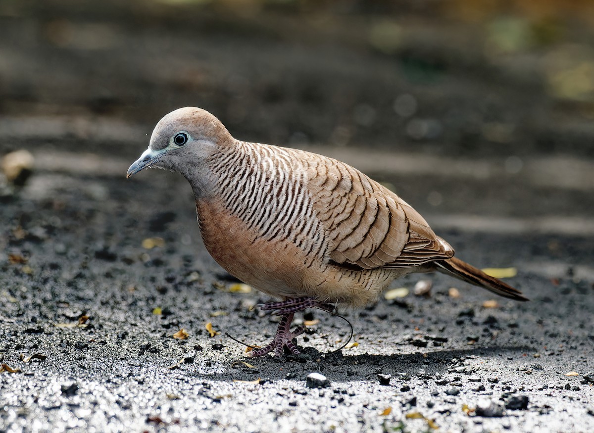 Zebra Dove - Ravi Iyengar