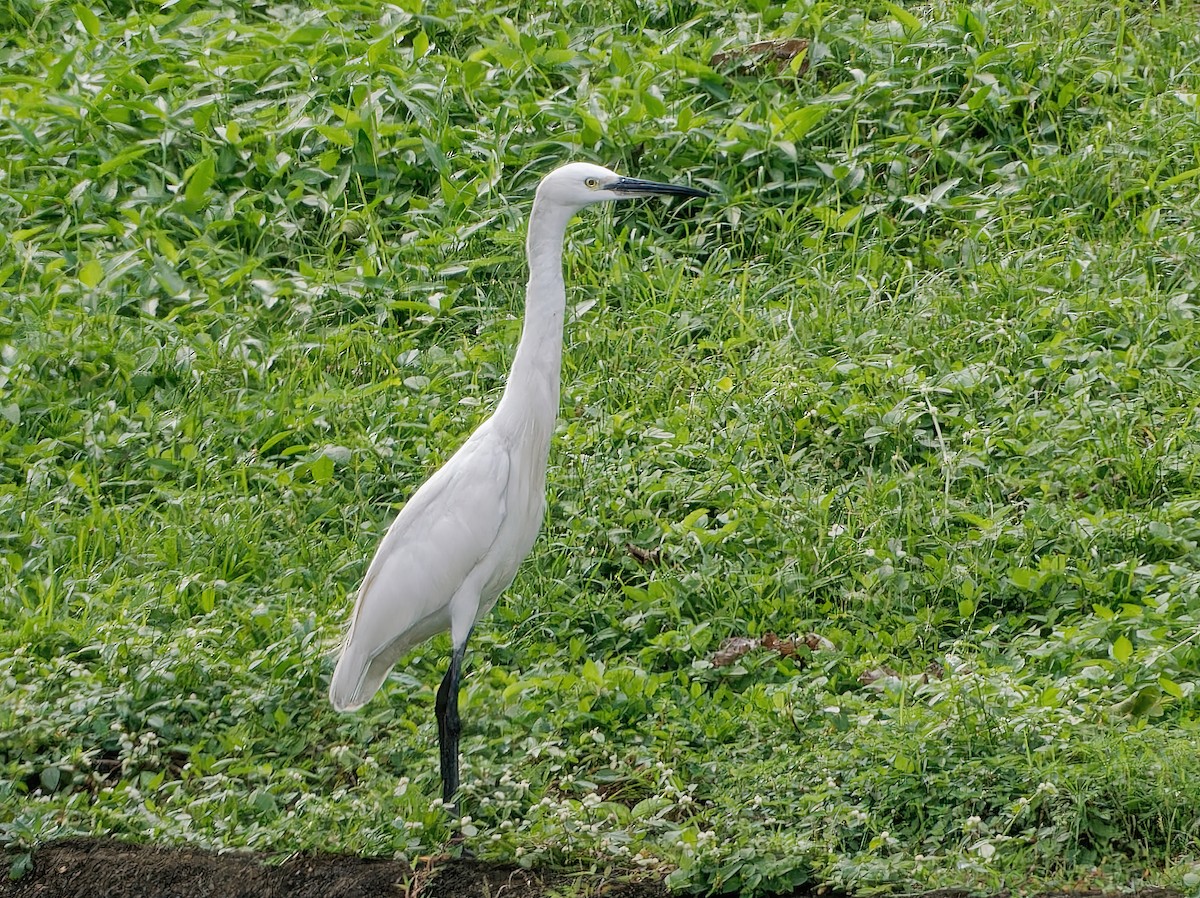 Aigrette garzette - ML523188621