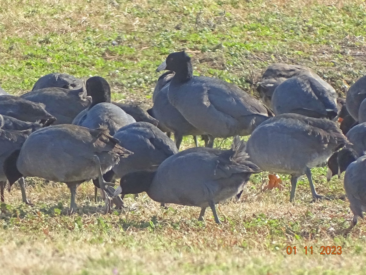 American Coot - ML523188821