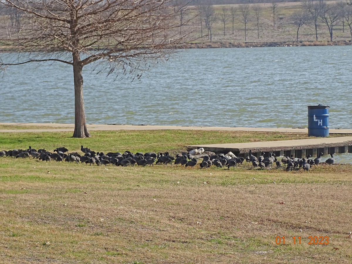 American Coot - ML523188841