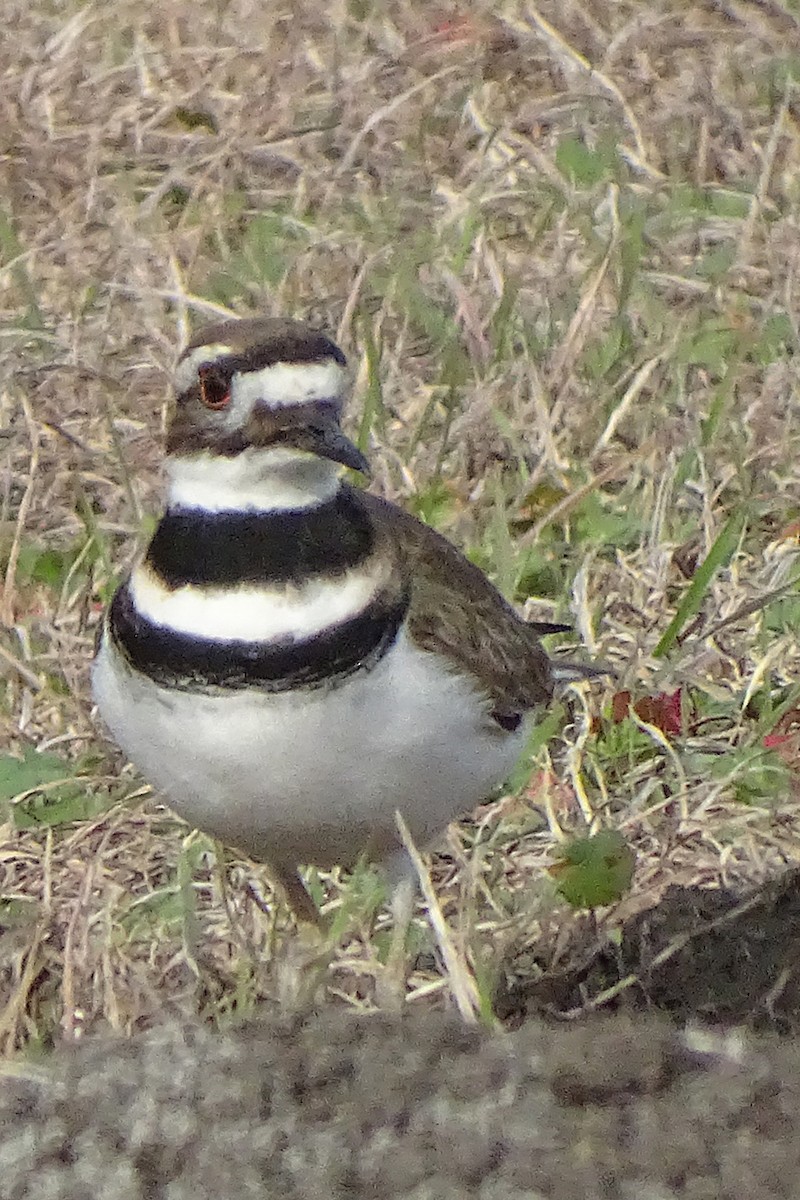 Killdeer - ML523188861