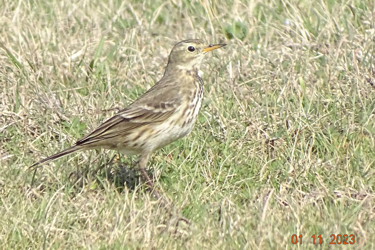 Pipit d'Amérique - ML523188911